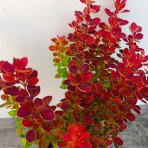 Dráč thunbergov (Berberis thunbergii) ´ORANGE SUNRISE®´ - výška 30-40 cm, kont. C2L